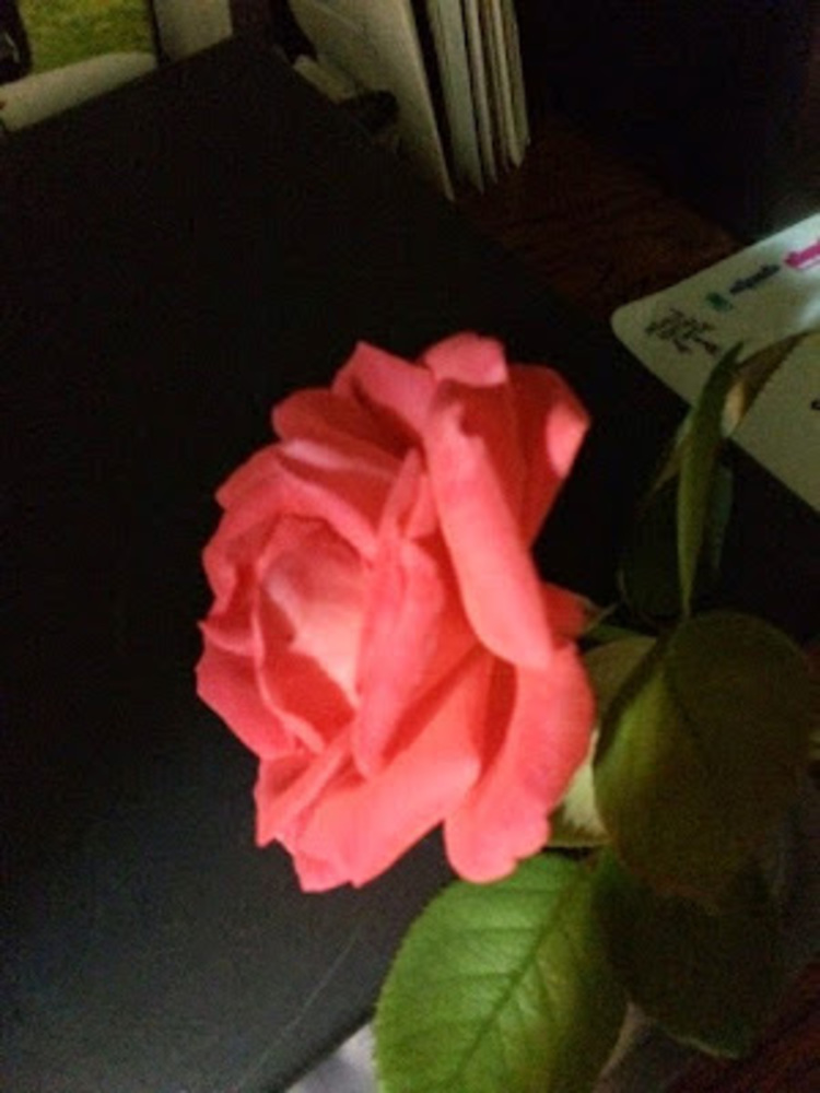 Meet your Posher, Martha